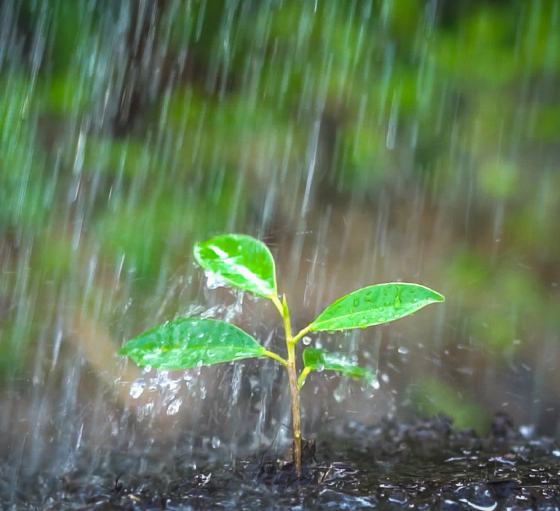 plant in heavy rain